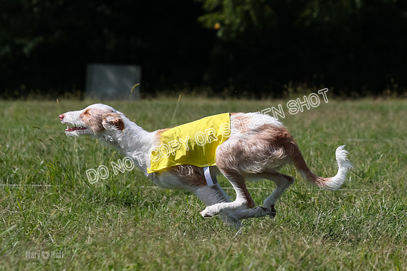 Open Prelim B3, Tavia, Birdie-7954