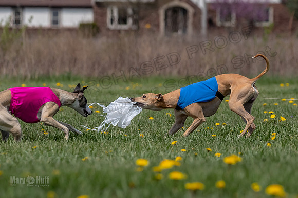 Finals Specials B2 PeteySue Frankie Rush-4648