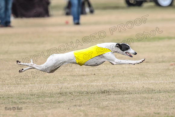 1Prelim Open 5 Petey Sue Cheese-3157