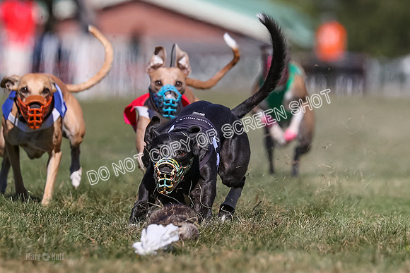 Prg 4, Race 5, Rasta Cammie Warrior Grim Buckwheat-0201