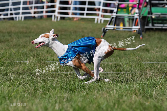 Prelim Clover-7491