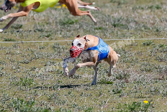Prelim, Rocky Shimmy Zed-2423