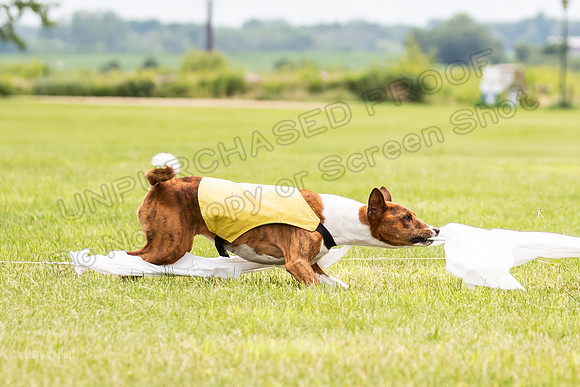 Finals Basenji-1431