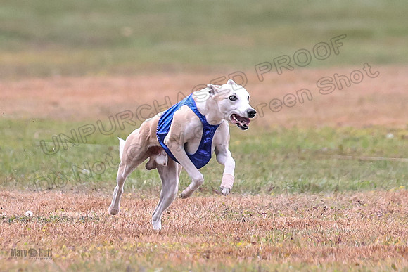 1 Prelims Open 1 AnnieOakley Fennec Zero-1214