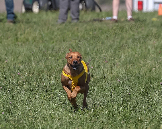 2 Finals Open 1 Rein Pepper Ash-7387