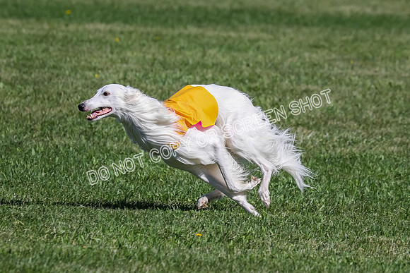 Joker-3997