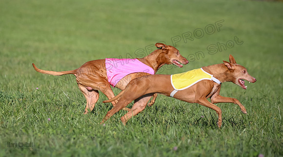 1 Prelims Vet 1 Precious Cayper Copper-4319