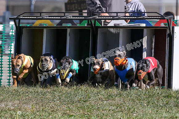 MCH73720  Gator-H, Flint, Ruffian, Hero-L, Creature, LoJack