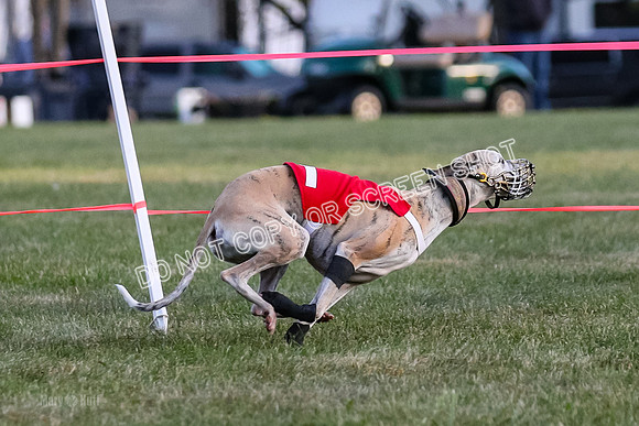 Prg 1, race 1, Arrow Blitz Rosie Floyd-0574