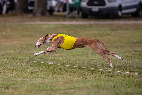 Finals Vet Izzy Thea-3306