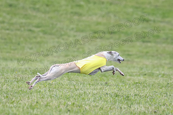 Prelim Veterans 6, Rosie Tomte Akela-0260