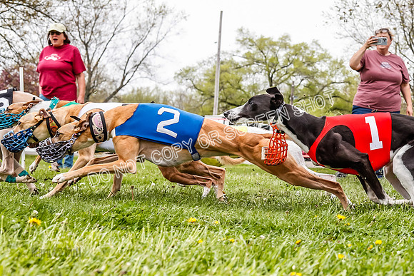 WRA, Prg 3, Race 8, Pico Sandy Hornet Tsunami Fenrir Buttercup-9219