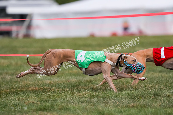 Prg 1, race 8, Toodles Victor Stone Rasta-0747