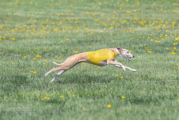 1Prelims Veterans 1 Rosa Marley Luna-1626