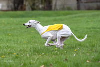 Finals Whippet Veteran-4738