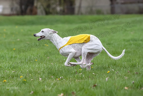 Finals Whippet Veteran-4738