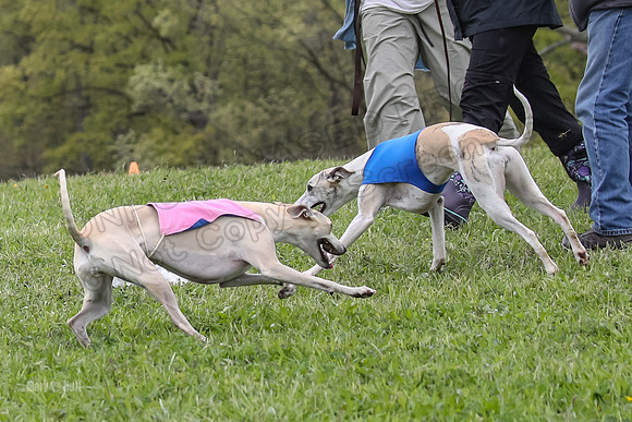 Finals Open B1. Cardo Davy Pippi-410436