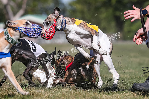 Prg 4, Race 1, Ruffian Flynn Nami Rigby Arrow Echo-0070