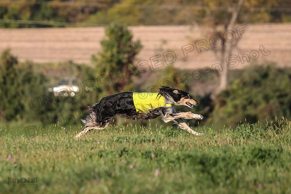 1 Prelims Vet 1 Yaro Chase Zip-3041