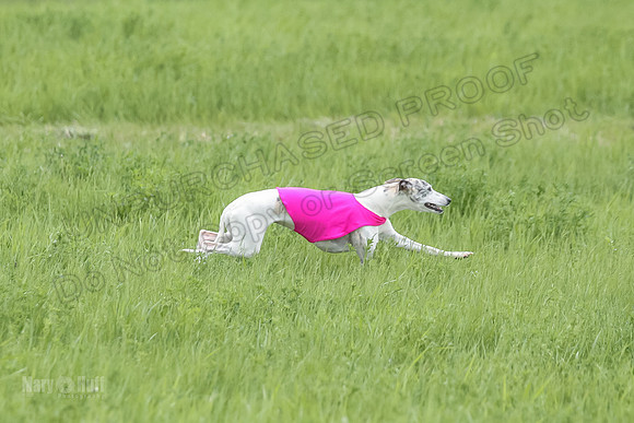 1 Prelims Open 3 Sydney Spanx Frankie-8240