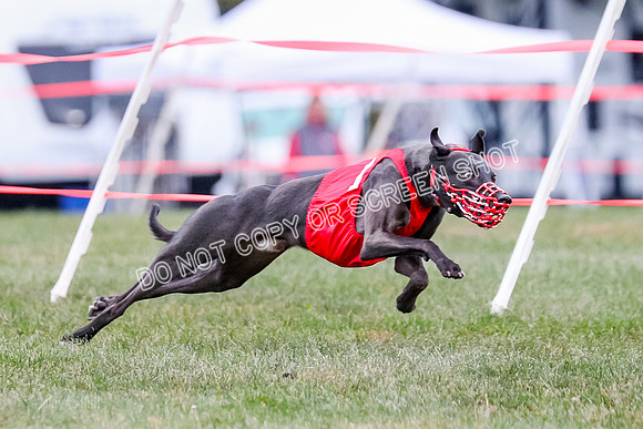 Prg 1, Race 16, Carl Maybe Bookie Sealli-0969
