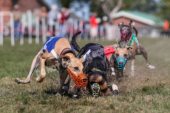 Prg 4, Race 5, Rasta Cammie Warrior Grim Buckwheat-0214