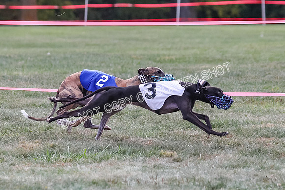 Prg 2, Race 2, Tata Watson Victor Dazzle-1297