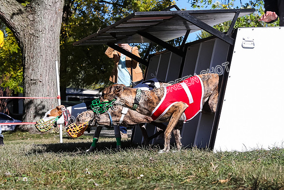 Prg 2, Race 1, Puppy, Reese JJ Revenant-9334