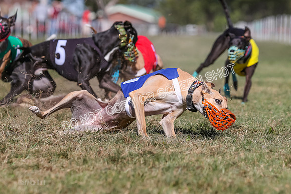 Prg 4, Race 5, Rasta Cammie Warrior Grim Buckwheat-0223