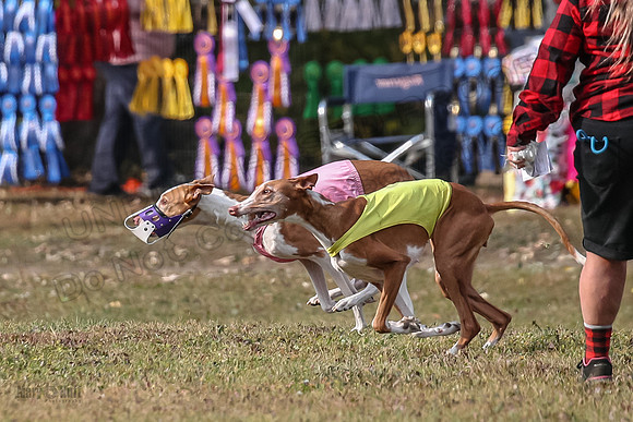 1 Prelims Vet 2 Dawn Thea-0868
