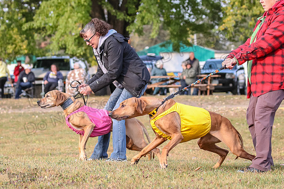1 Prelims Vet Libby Xena-0386