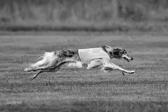 Prelim Open Silken-0395-2