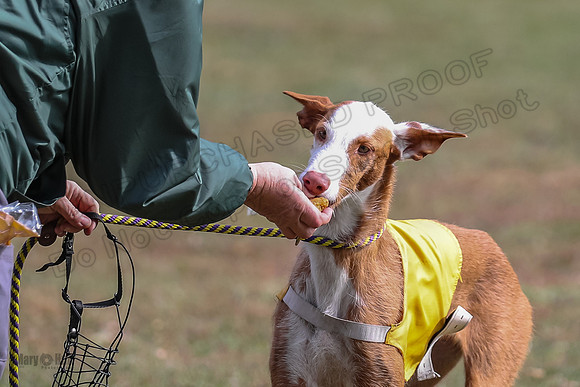 Finals Fch 2 Penny Willow-7977
