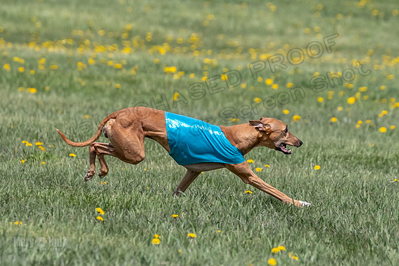 1Prelims Veterans 5 Rosie Smudge Smokey-1789
