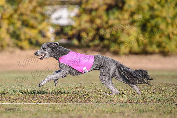 Ellie-4507