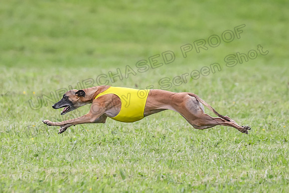 Prelim Specials B2, Vengeance Zinger Patron-9852