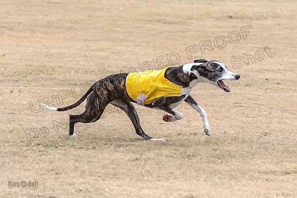 1Prelim Open 4 Kashi Rigel-3102