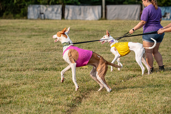 1prelims Fch 1prelim 1 Willow Fable Penny-3456