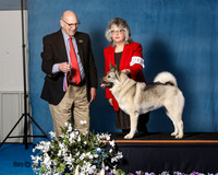 Elkhound 2020-1132