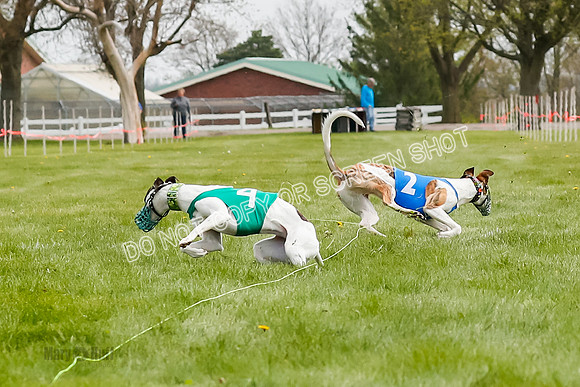 WRA, Prg 2, Race 1, Puppy, Gnochhi Sprig-8559