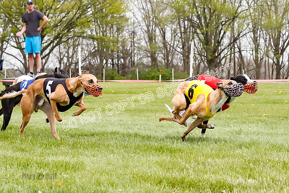 WRA, Prg 4, Race and 8, Pico CC Whammy Jubilee Tanooki Cheetah-9399