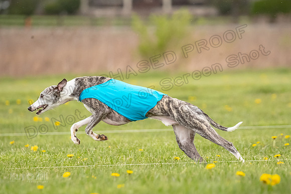 Finals Fch A1 Whisper Treble JesseJames-9059