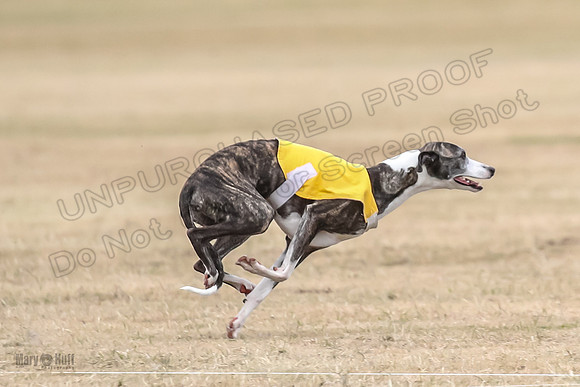 1Prelim Open 4 Kashi Rigel-3113