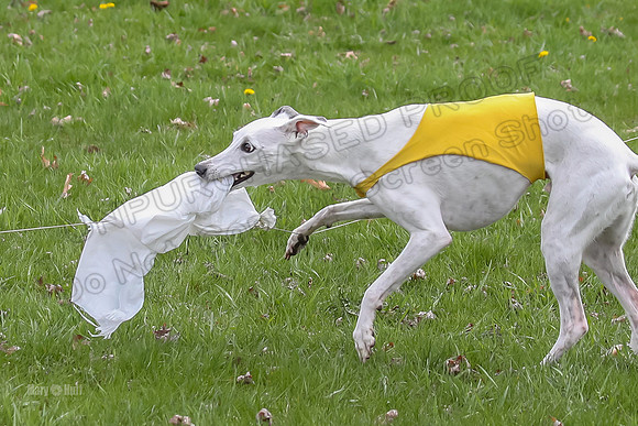 Prelims Whippet Veteran-4513