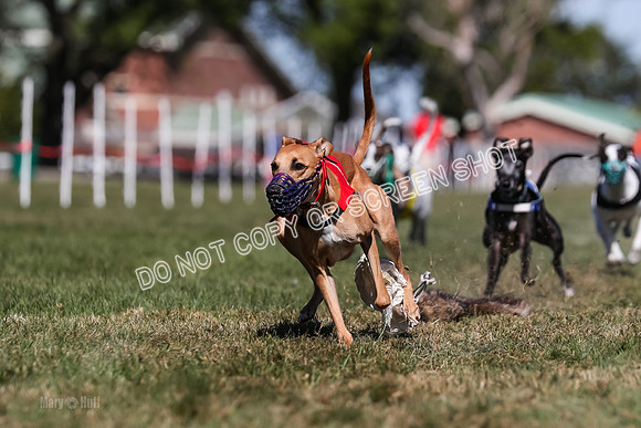 Prg 4, Race 2, Red Tipa Watson Sprig Carney-0090