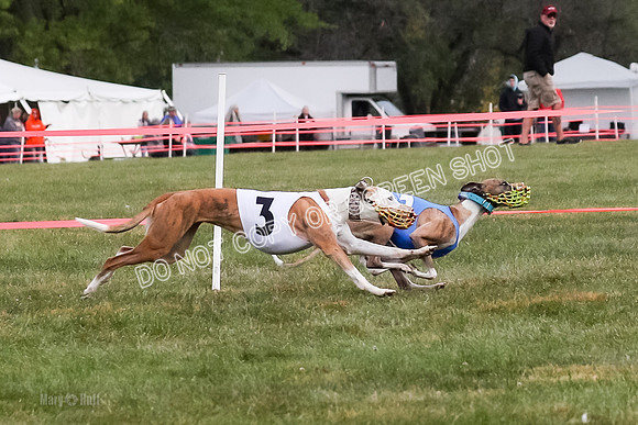 Prg 1, race 9, Rizzo Halima Sansa Flora-0790