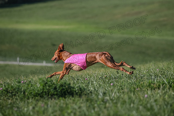 1 Prelims Vet 1 Precious Cayper Copper-4373