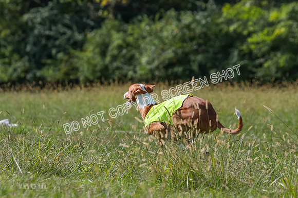 Open Prelim B1, Libby, Rogue, Penny-7773