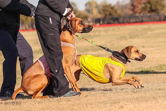 1Prilims Open 2 Opal Shiner-9569