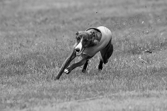 Prelims Lena-0779-2